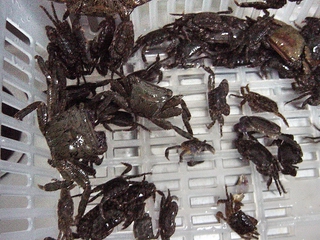 あの・・・活きエサがついに・・・アクア上陸!
