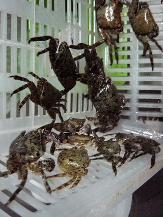あの・・・活きエサがついに・・・アクア上陸!