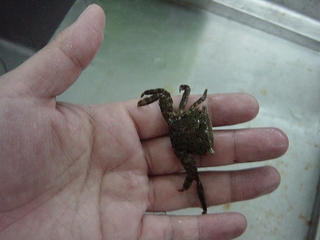 あの・・・活きエサがついに・・・アクア上陸!