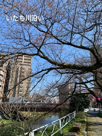 桜パトロール 桜パトロール