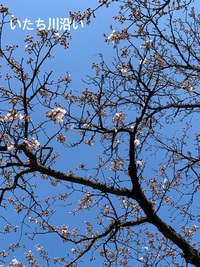 桜パトロール 桜パトロール
