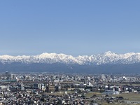桜パトロール 桜パトロール
