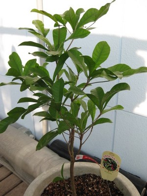 家庭菜園