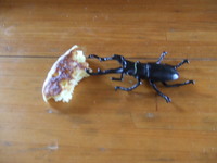 おやつですよ！ 2008/06/17 17:07:36