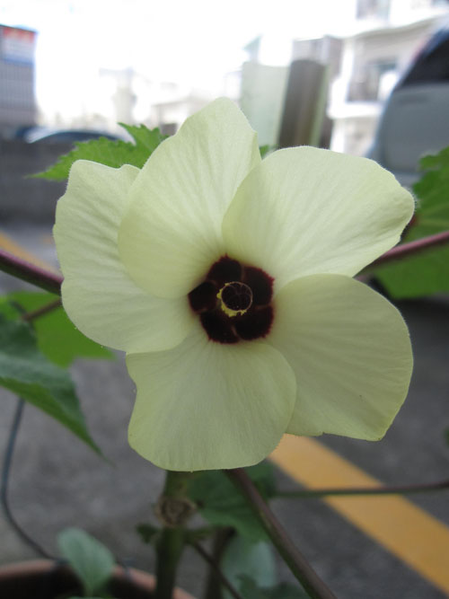 オクラ 花