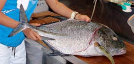 与那国の魚!