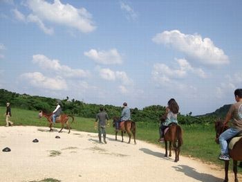 与那国馬