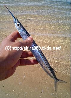 サヨリ　釣