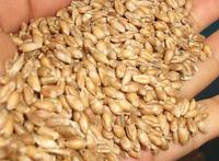 小麦収穫体験2回目～脱穀
