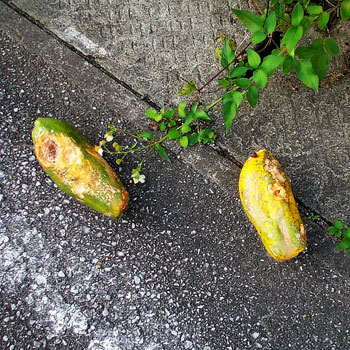 パパイヤの落し物