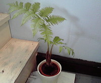 ヘゴ 2008/04/12 14:18:04