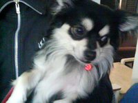 合掌犬　コナン 2008/03/18 11:09:15