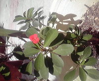 開花 2008/05/19 11:31:00