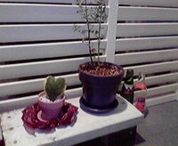 植物 2008/04/07 21:22:13