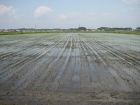 田植え終了と同時にサプライズ！ 2007/05/13 17:24:42