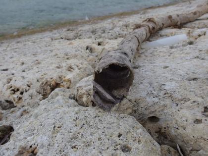 海岸で見つけた物 海岸で見つけた物