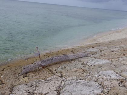 海岸で見つけた物 海岸で見つけた物