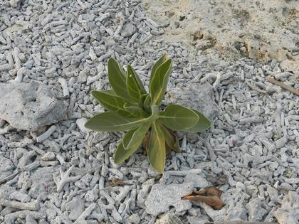 西洲海岸散策3 西洲海岸散策3