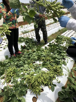 菜縁おきなわ圃場見学&収穫体験 菜縁おきなわ圃場見学&収穫体験