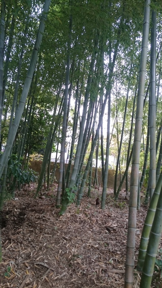 筍 筍