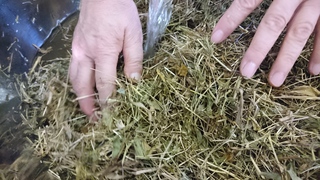 小鮒草染め 紫根クリーム 小鮒草染め 紫根クリーム