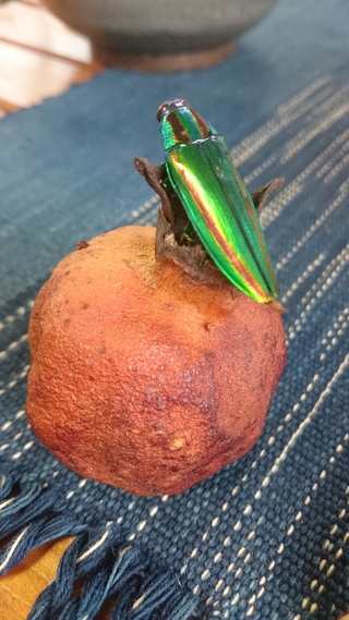 栗の甘露煮 栗の甘露煮