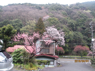 桜祭りライブ