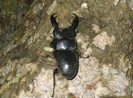 サキシマヒラタクワガタ