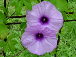a pair