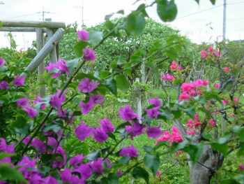 花々 6