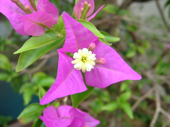 花々 6