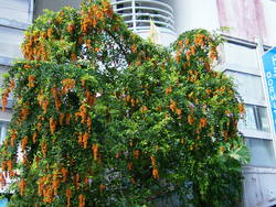 花々 7