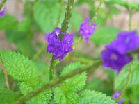 朝の庭 2008/07/09 08:43:03