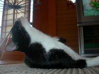 ねこちゃん♪ 2008/07/15 23:41:14