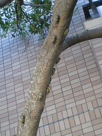 せみの群れ 2008/07/16 15:09:43