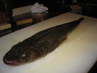 鯒。 2008/07/08 11:16:25