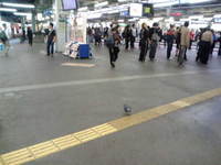 鶴橋の無敵の鳩