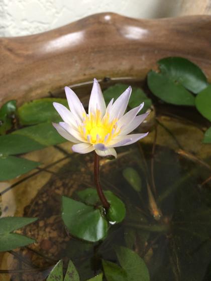 睡蓮の開花2