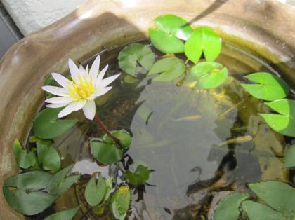 睡蓮の開花2