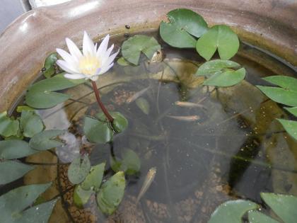 睡蓮の開花2