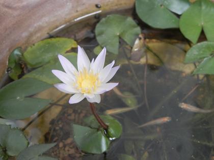 睡蓮の開花2