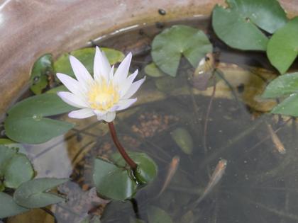 睡蓮の開花2