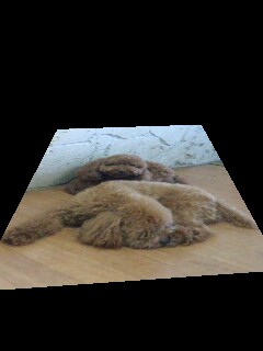 沖縄 プードル専門犬舎
