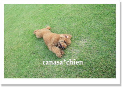 トイプードル専門犬舎