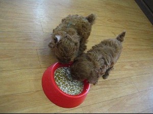 動画。。。