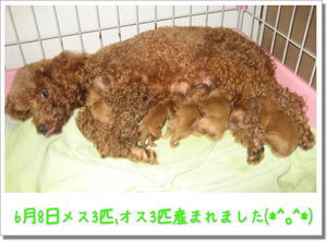 6匹産まれました(*^。^*)