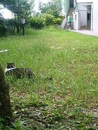 中庭のヤマトくん 2008/08/04 14:27:36