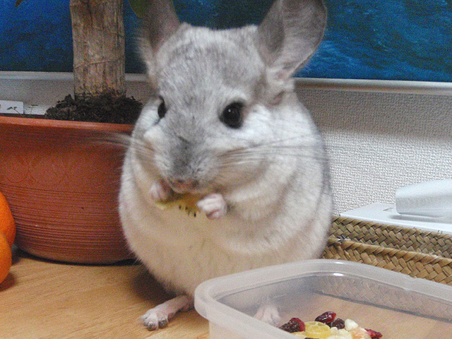 フローラの紹介