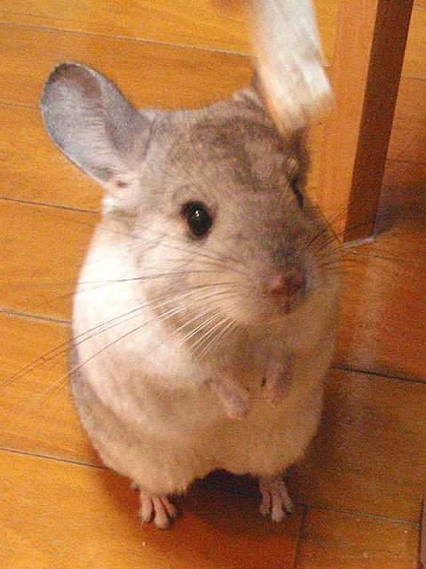 フローラの紹介