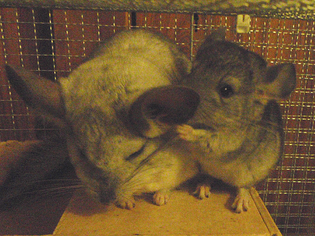 マルコのいたずら